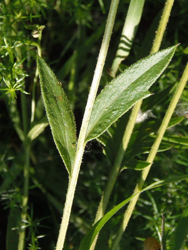 Image of Klasea radiata specimen.