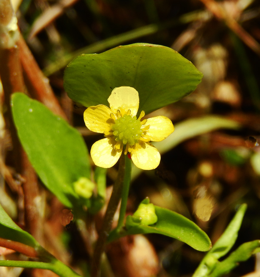 Изображение особи Ranunculus ophioglossifolius.