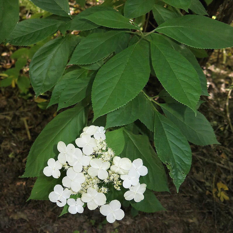 Image of Hydrangea heteromalla specimen.