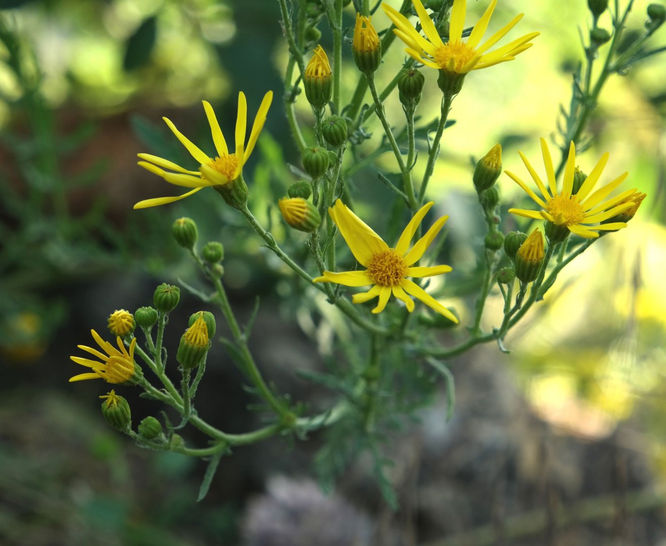 Image of genus Senecio specimen.