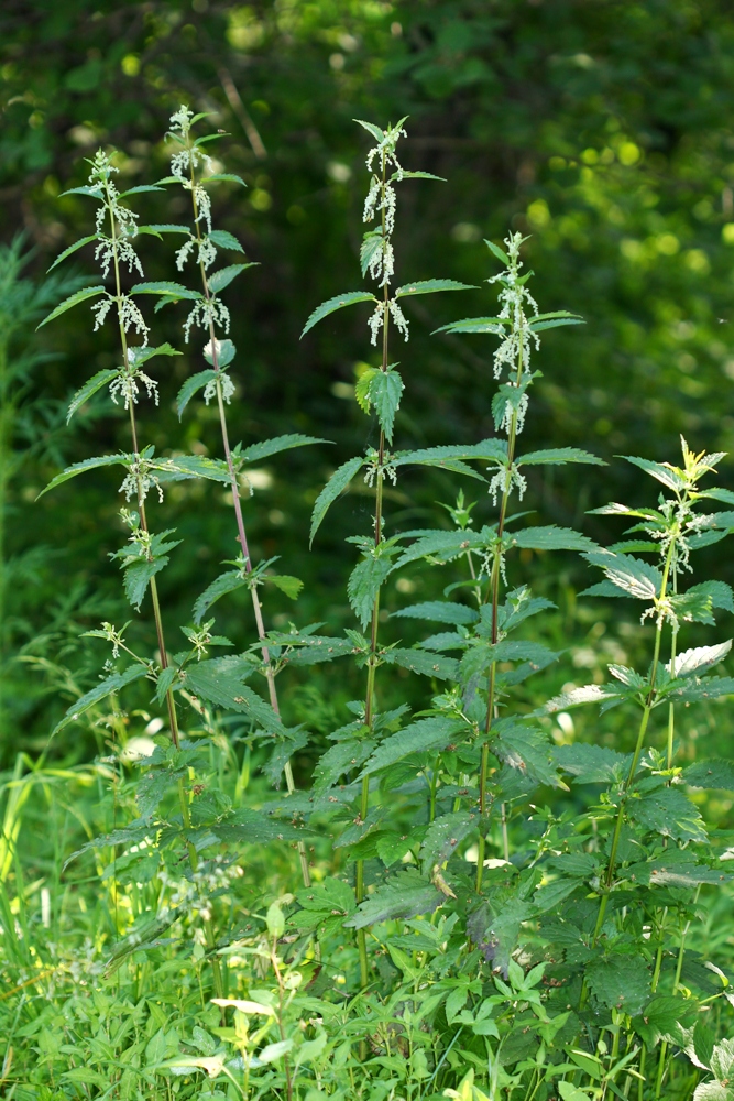 Image of Urtica angustifolia specimen.