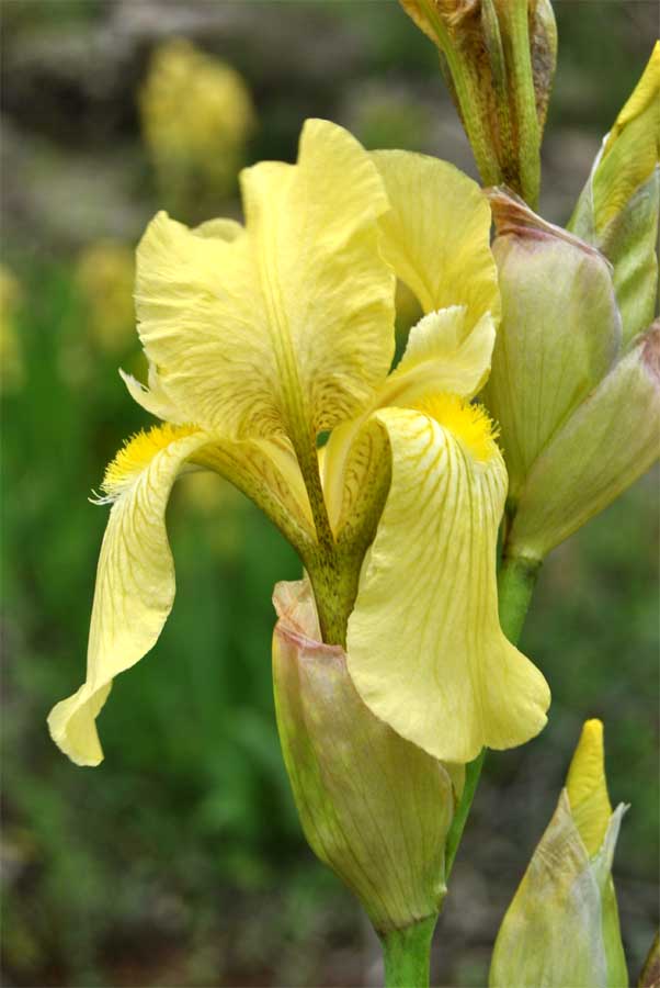 Image of Iris imbricata specimen.