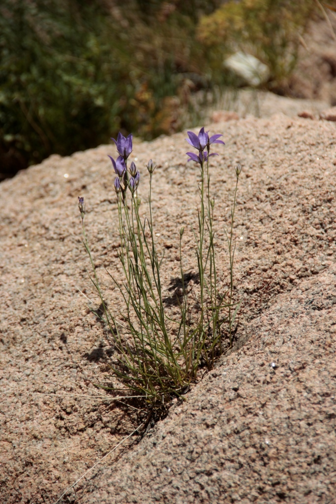 Изображение особи Campanula alberti.