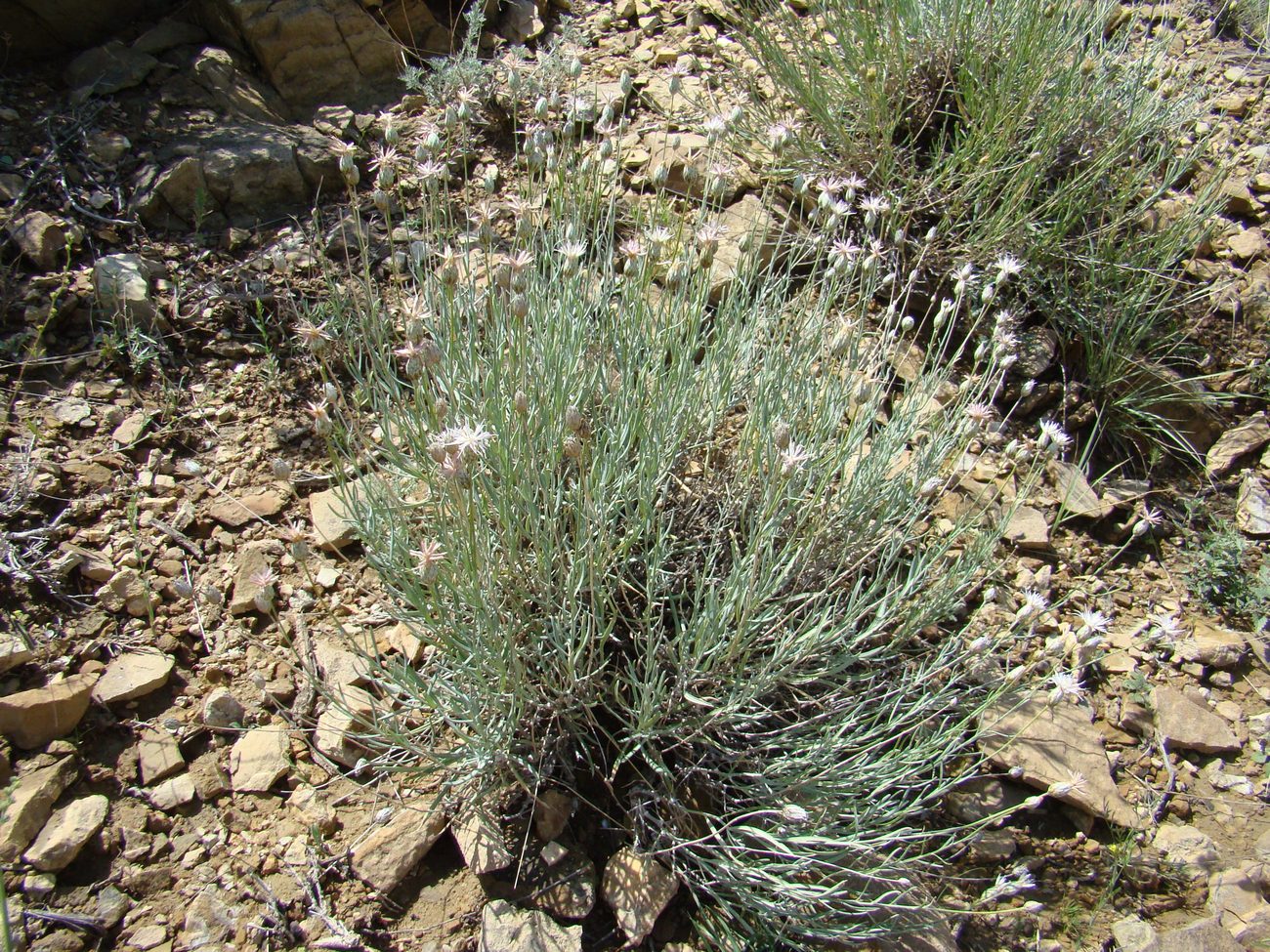 Image of Jurinea narynensis specimen.