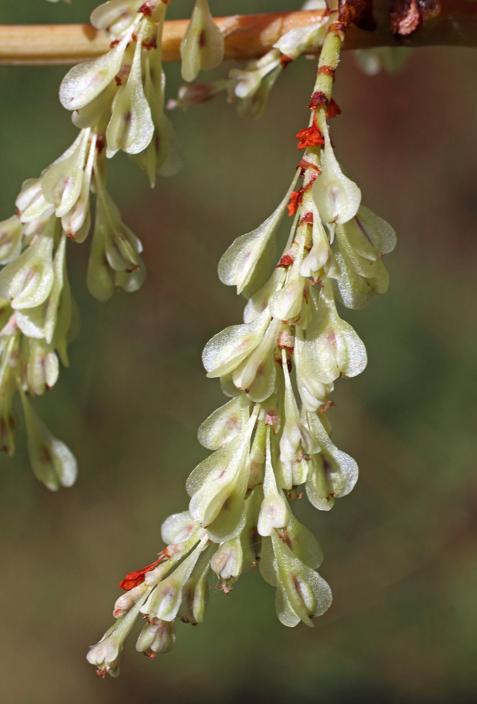 Image of Reynoutria japonica specimen.