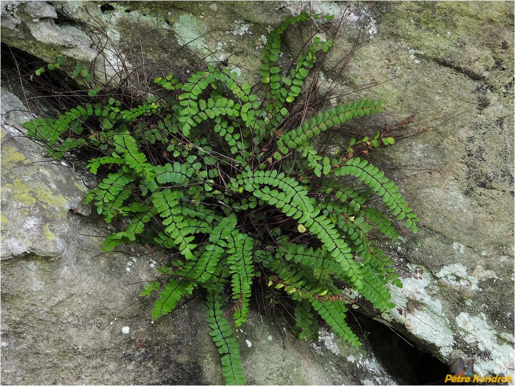 Image of Asplenium trichomanes specimen.