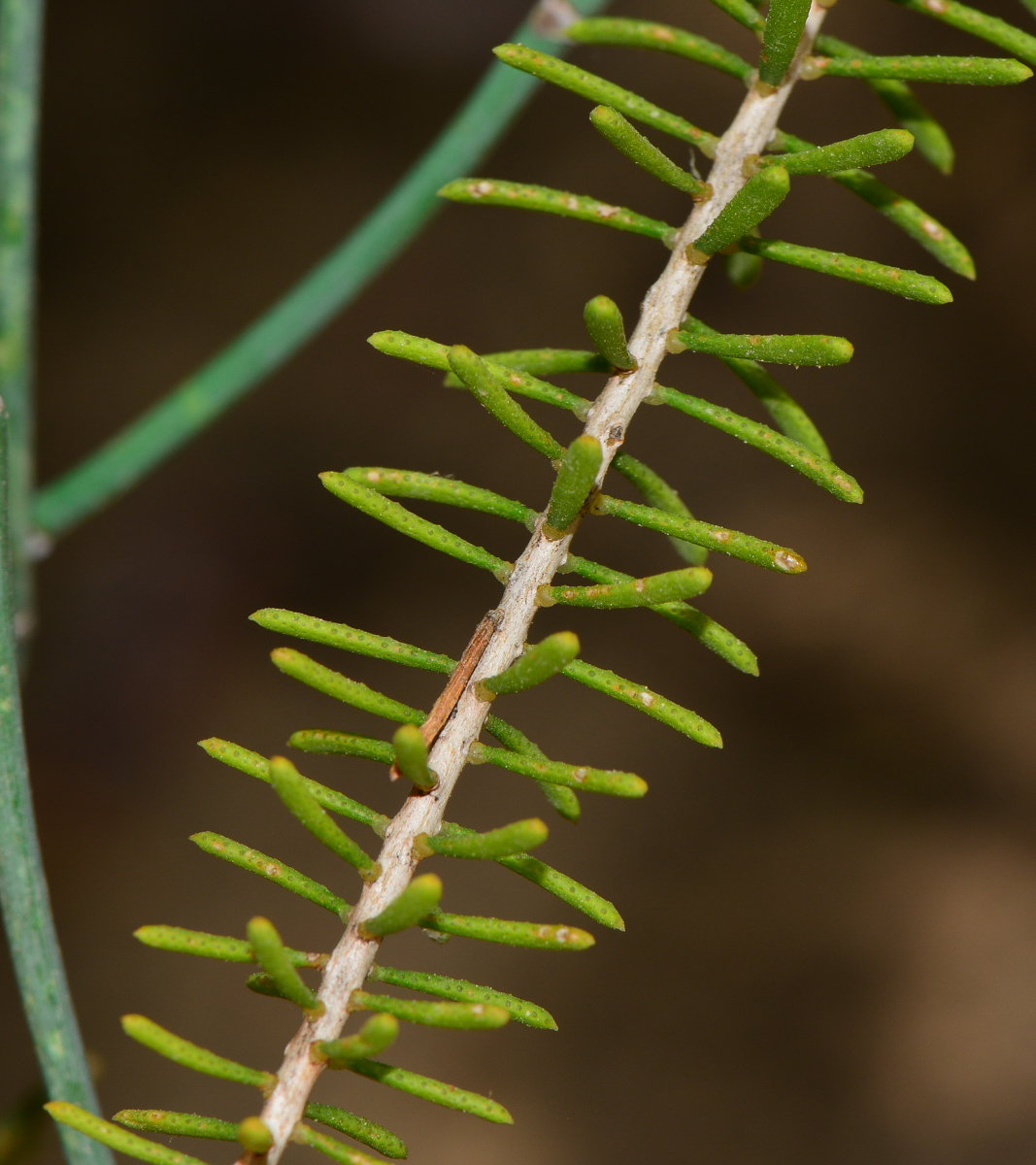 Image of Calothamnus quadrifidus specimen.