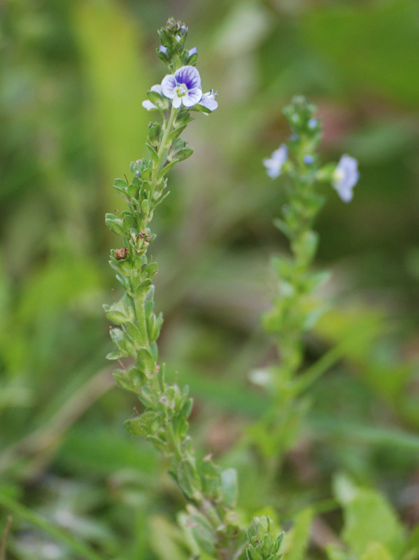 Image of Veronica serpyllifolia specimen.