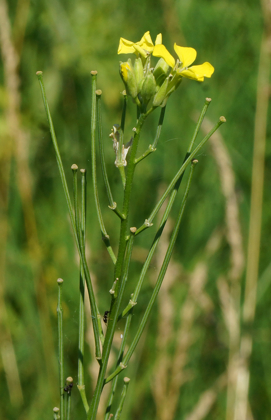 Image of Erysimum canescens specimen.