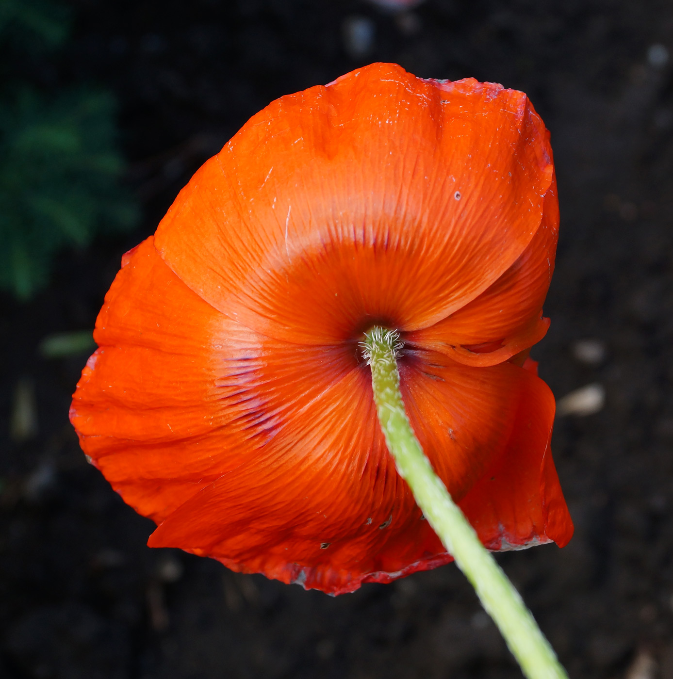 Image of Papaver orientale specimen.