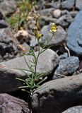 Linaria altaica. Цветущее растение. Монголия, аймак Увс, долина р. Бохморон-Гол, ≈ 1500 м н.у.м., прибрежный галечник. 12.06.2017.