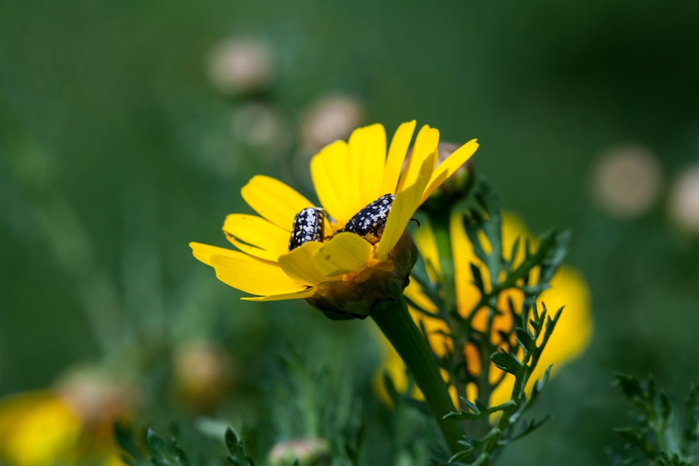 Изображение особи Glebionis coronaria.