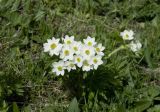 Anemonastrum fasciculatum. Цветки. Кабардино-Балкария, Эльбрусский р-н, склон горы Чегет, субальпийский луг чуть выше леса. 09.06.2009.