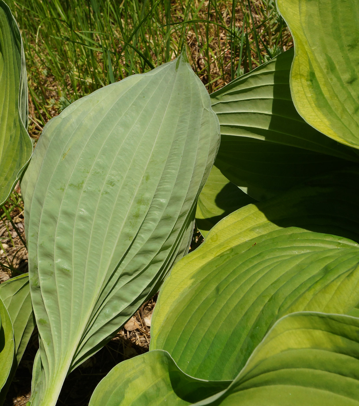 Изображение особи Hosta fortunei.