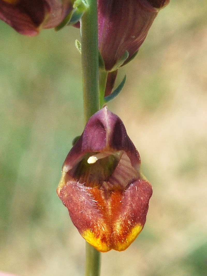 Image of Linaria popovii specimen.