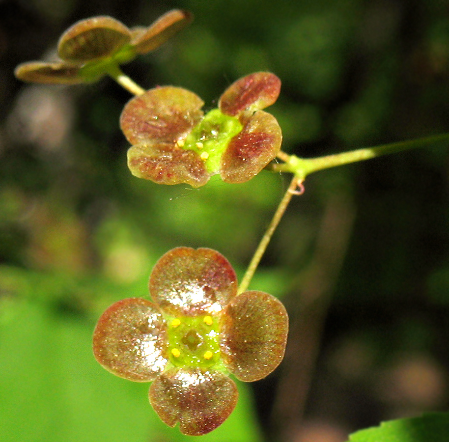 Image of Euonymus verrucosus specimen.