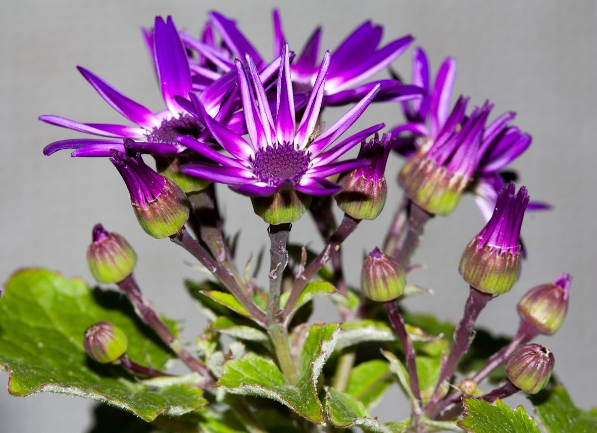 Image of Pericallis hybrida specimen.