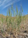 Aegilops triuncialis. Отцветшие растения. Южный Казахстан, Сырдарьинский Каратау, горы Улькунбурултау, ≈ 750 м н.у.м., мелкозёмный склон южн. экспозиции. 31 мая 2018 г.