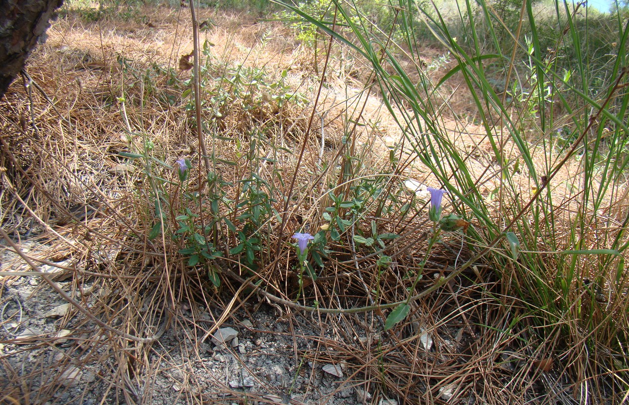 Изображение особи Campanula komarovii.