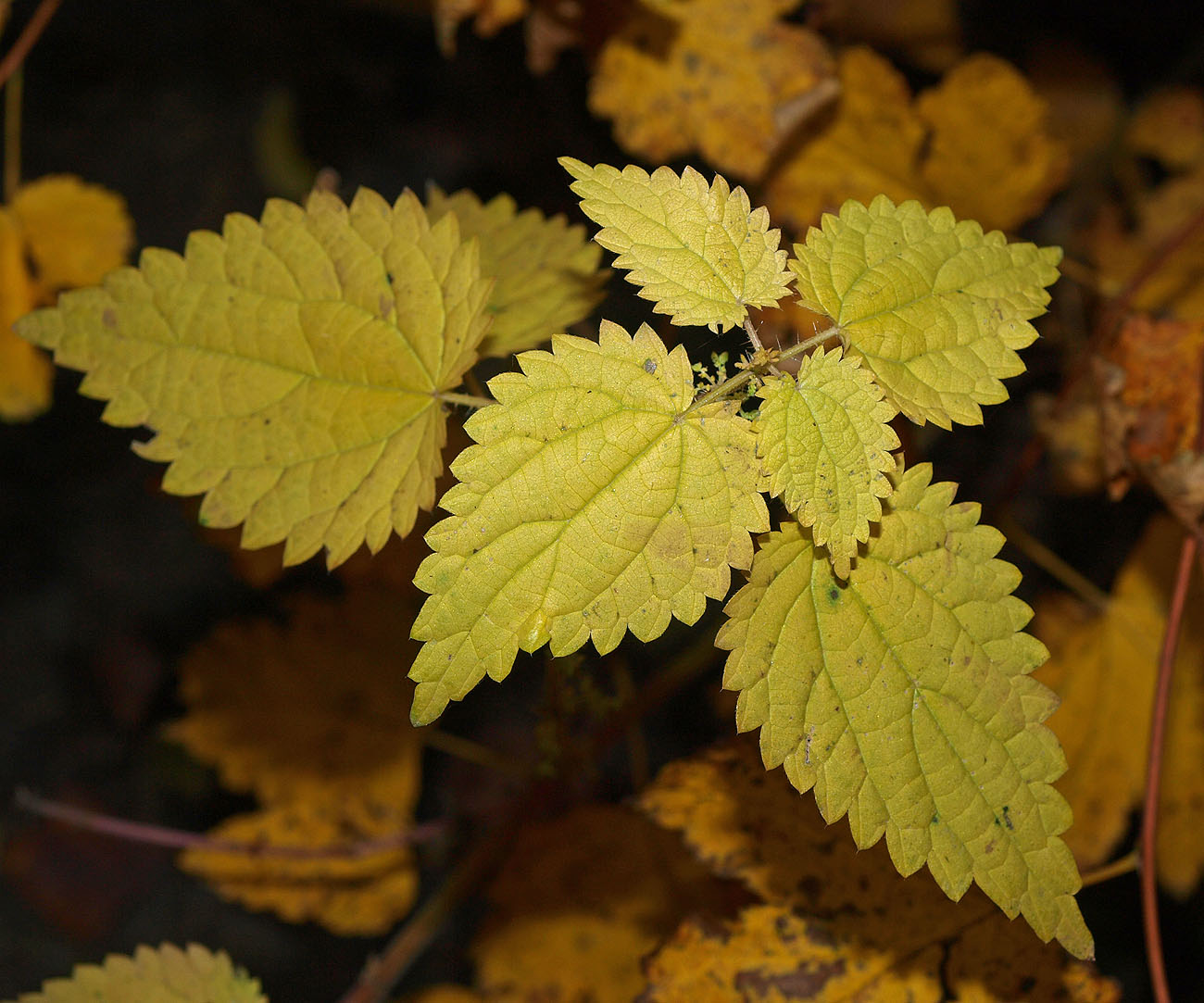 Image of Urtica dioica specimen.