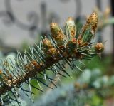 Picea form glauca