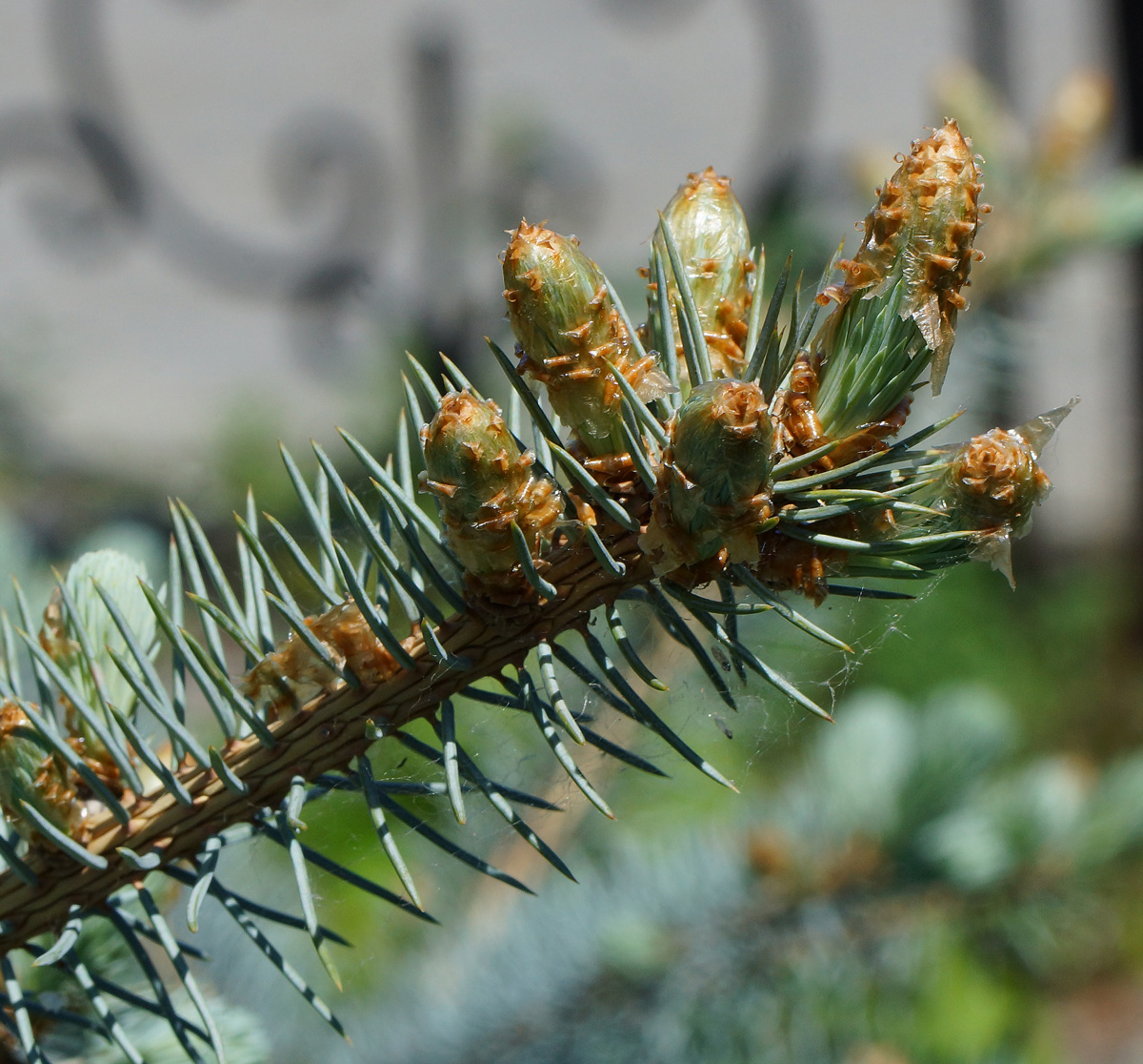 Image of Picea pungens f. glauca specimen.