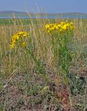 Senecio jacobaea. Цветущие растения. Хакасия, Ширинский р-н, берег оз. Малое Белё, степь. 12.07.2018.