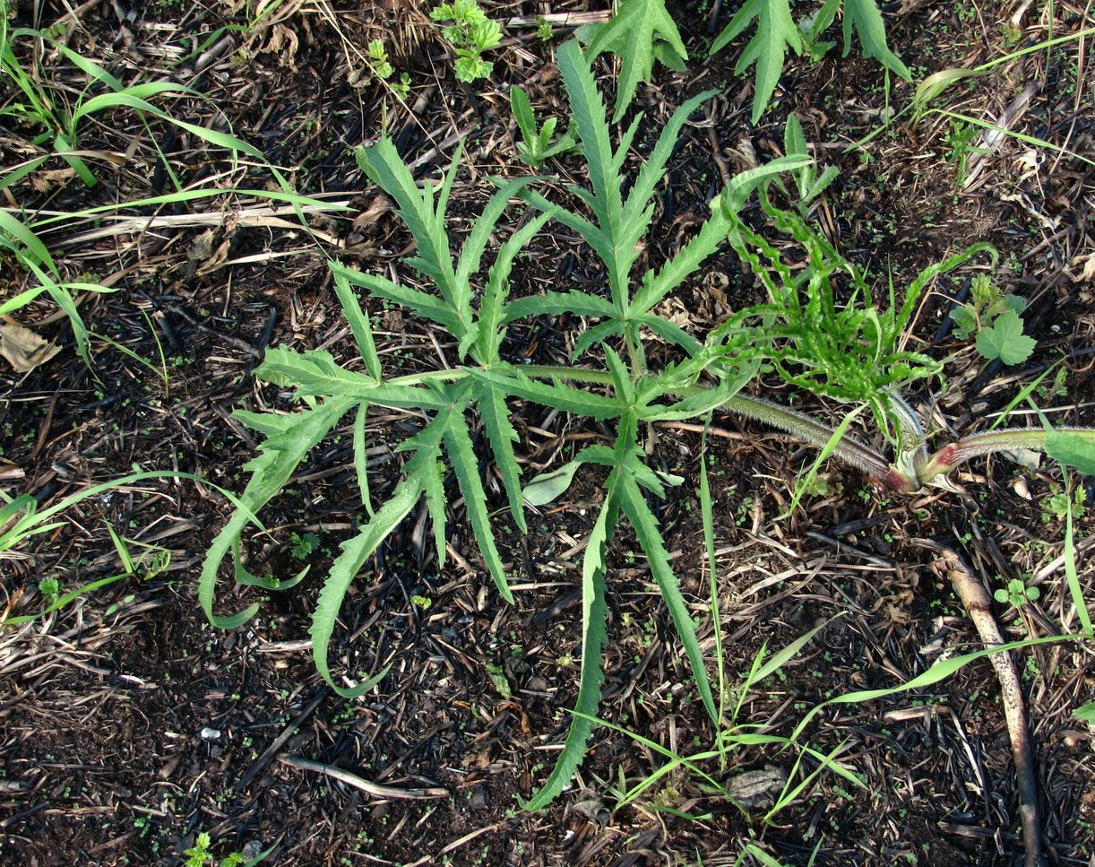 Image of Heracleum sibiricum specimen.