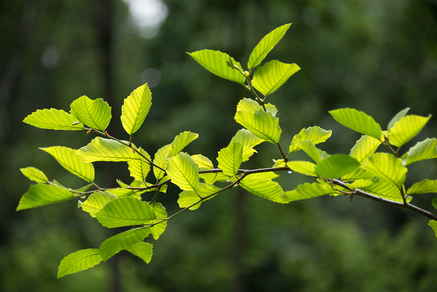 Изображение особи Duschekia fruticosa.