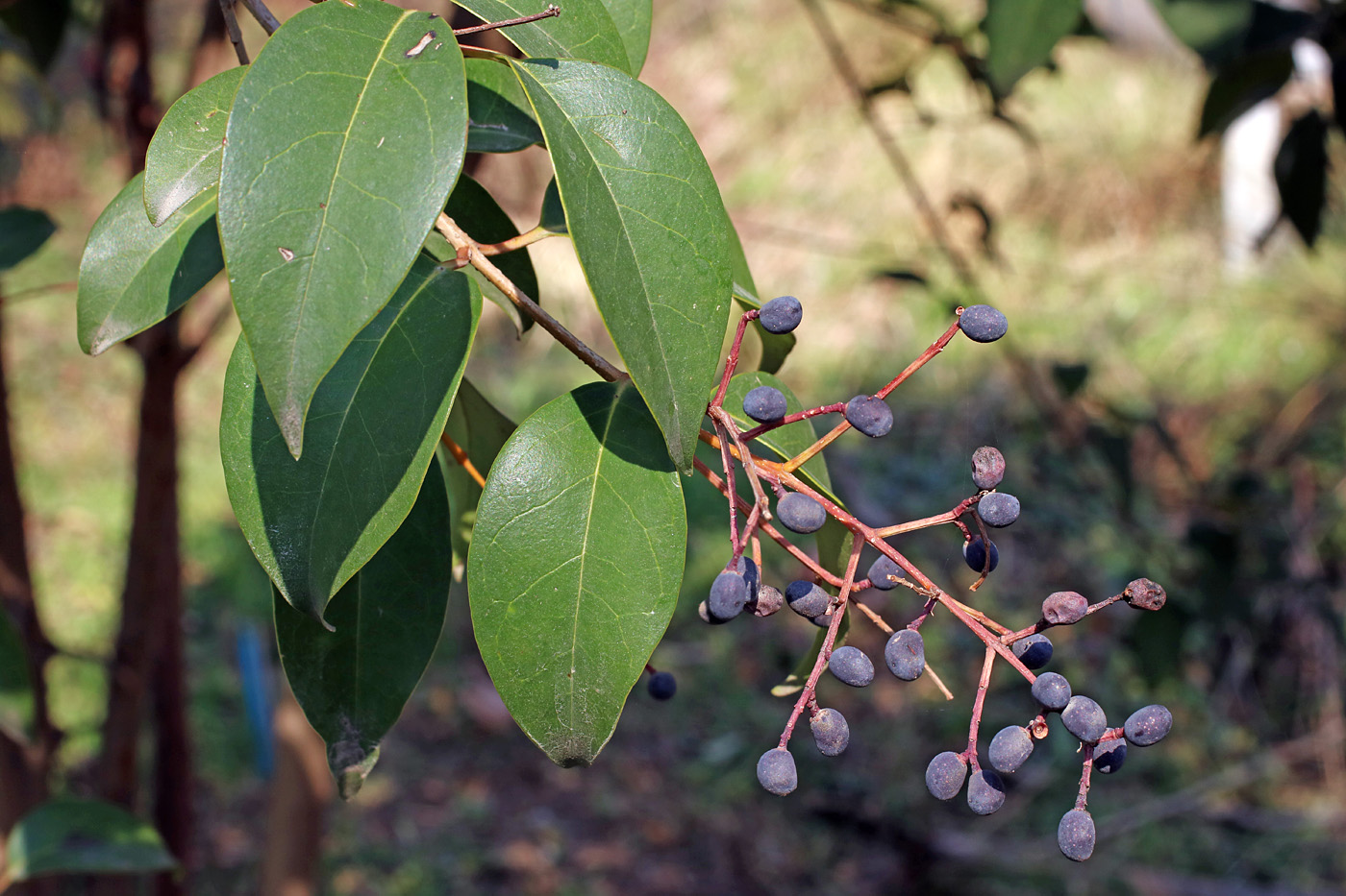 Изображение особи Ligustrum lucidum.