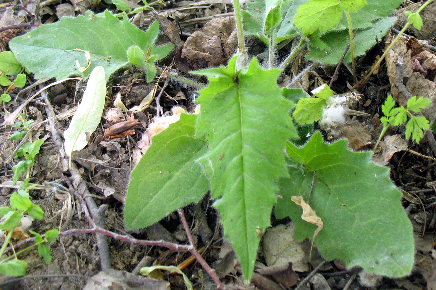 Image of Hieracium sylvularum specimen.