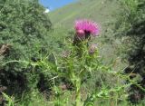 Cirsium elbrusense. Верхушка цветущего растения. Кабардино-Балкария, Эльбрусский р-н, окр. г. Тырныауз, долина р. Кумыксу, ок. 1400 м н.у.м., заросшая дорога. 04.07.2019.