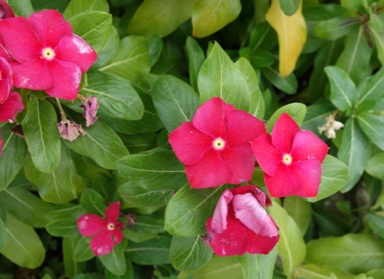 Изображение особи Catharanthus roseus.