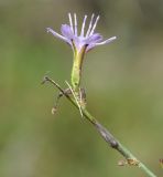 Astartoseris triquetra. Верхушка побега с соцветием. Республика Кипр, окр. с. Гермасойя (Γερμασόγεια), 240 м н.у.м., скалистый берег горного ручья. 03.11.2019.