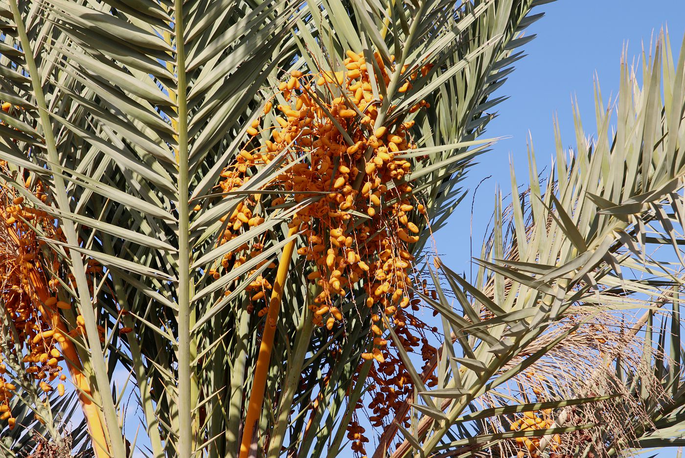 Финиковая Пальма (Phoenix dactylifera)