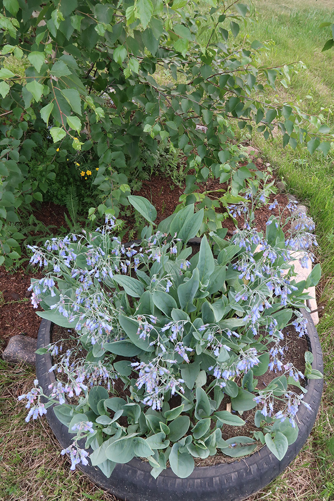 Image of Mertensia sibirica specimen.