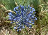 Allium caeruleum