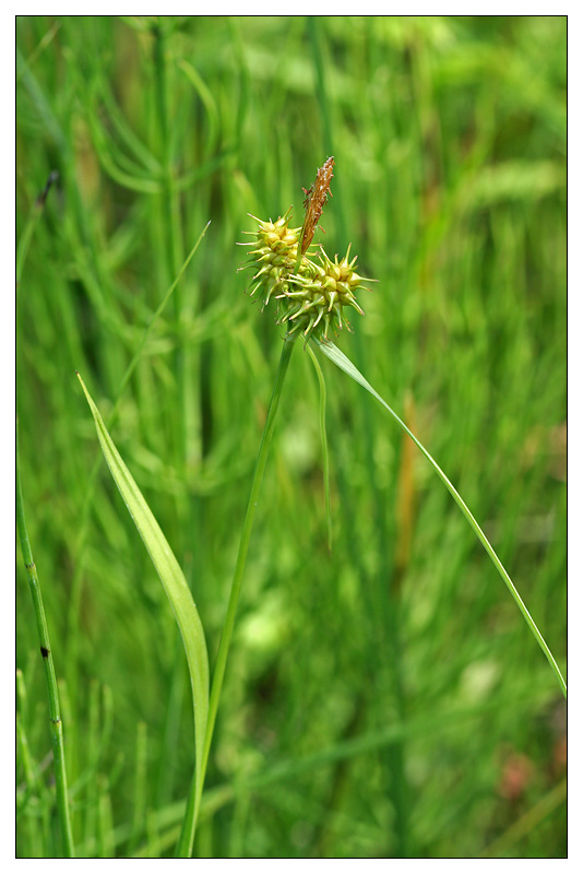 Image of Carex flava specimen.