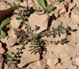 Onobrychis crista-galli. Цветущее растение. Израиль, окр. г. Арад, каменистая пустыня. 04.03.2020.