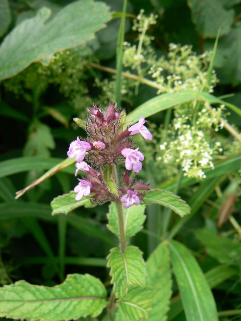 Изображение особи Clinopodium chinense.