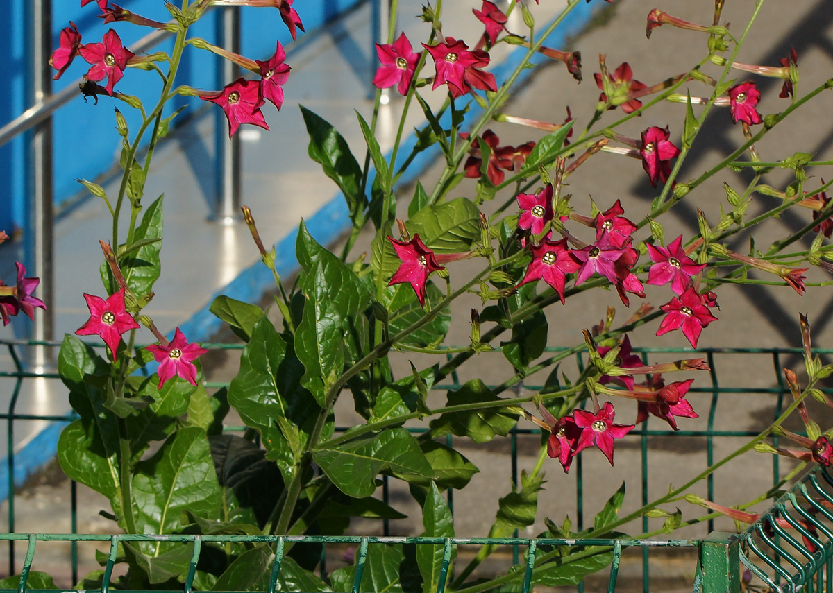 Изображение особи Nicotiana alata.