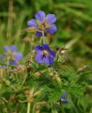 Geranium pratense