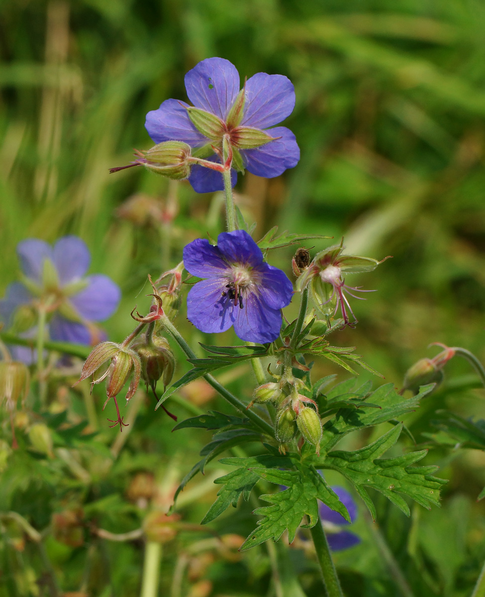 Image of Geranium pratense specimen.