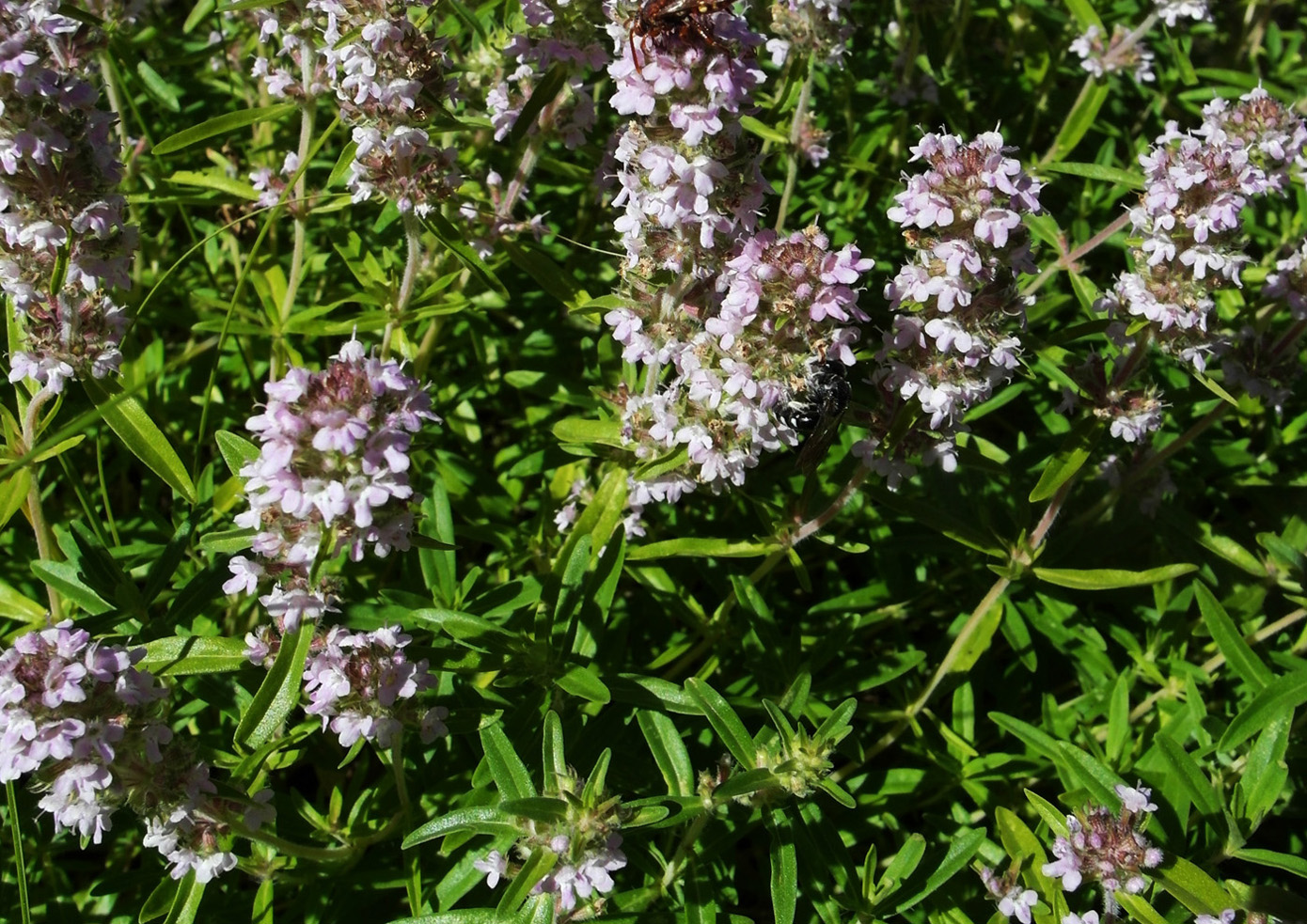 Изображение особи Thymus marschallianus.