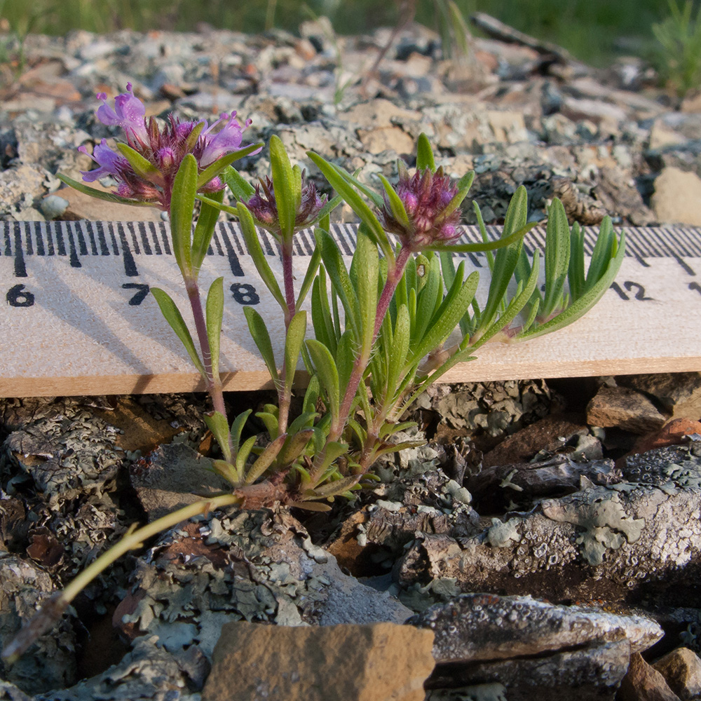 Image of Thymus elenevskyi specimen.