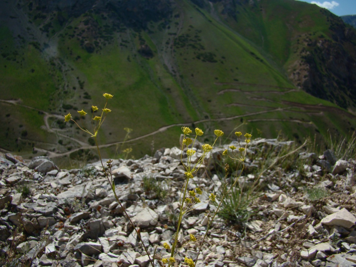 Image of Bupleurum ferganense specimen.