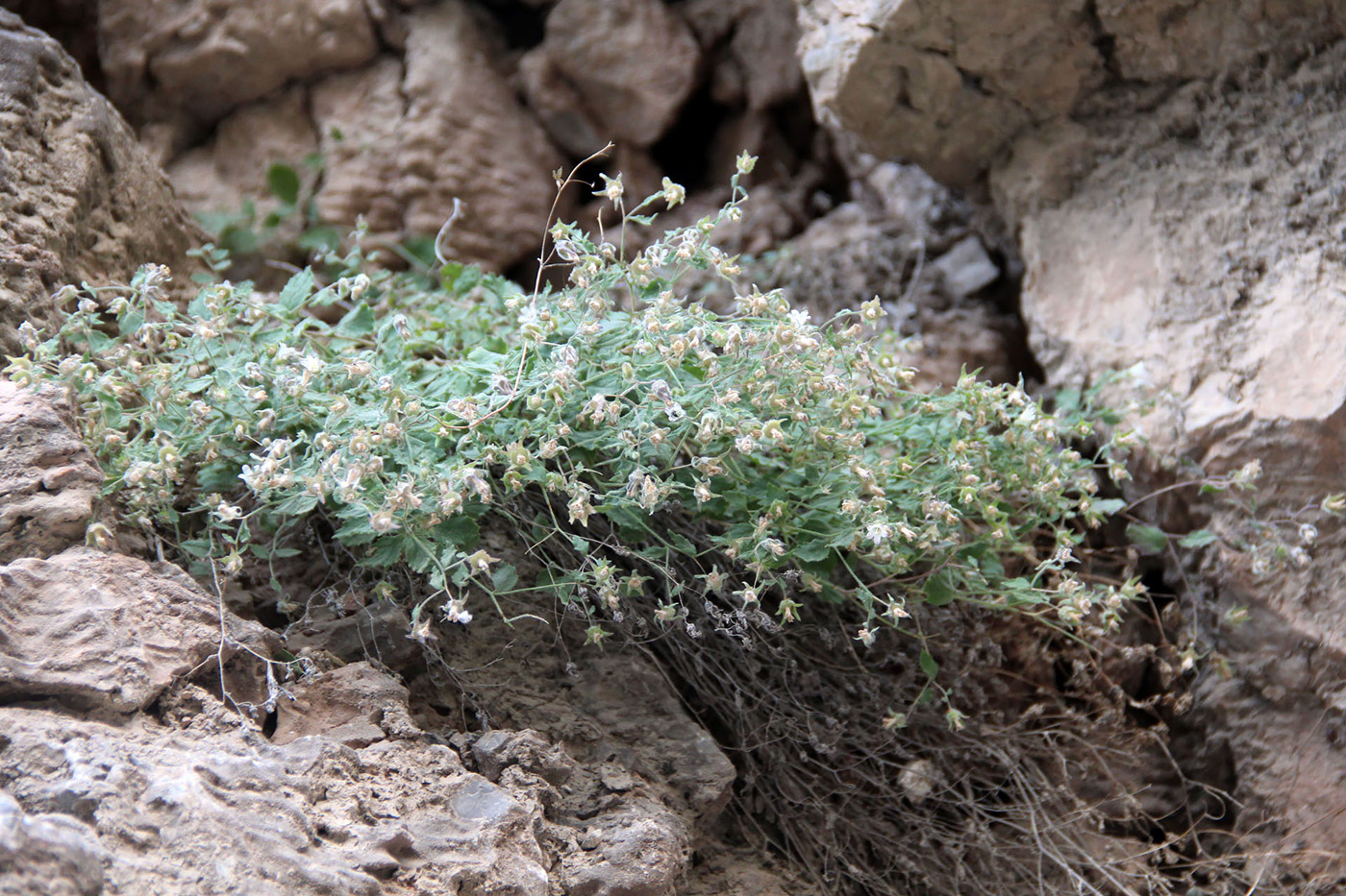 Image of Campanula incanescens specimen.