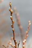 Salix rosmarinifolia. Побег с развивающимися соцветиями. Ленинградская обл., Гатчинский р-н, окр. пос. Пудость, берег р. Ижора, разнотравный луг на месте заброшенного травертинового карьера. 19.04.2020.