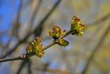 род Fraxinus. Верхушка ветви с соцветиями. Московская обл., г. Железнодорожный, в культуре. 08.05.2020.