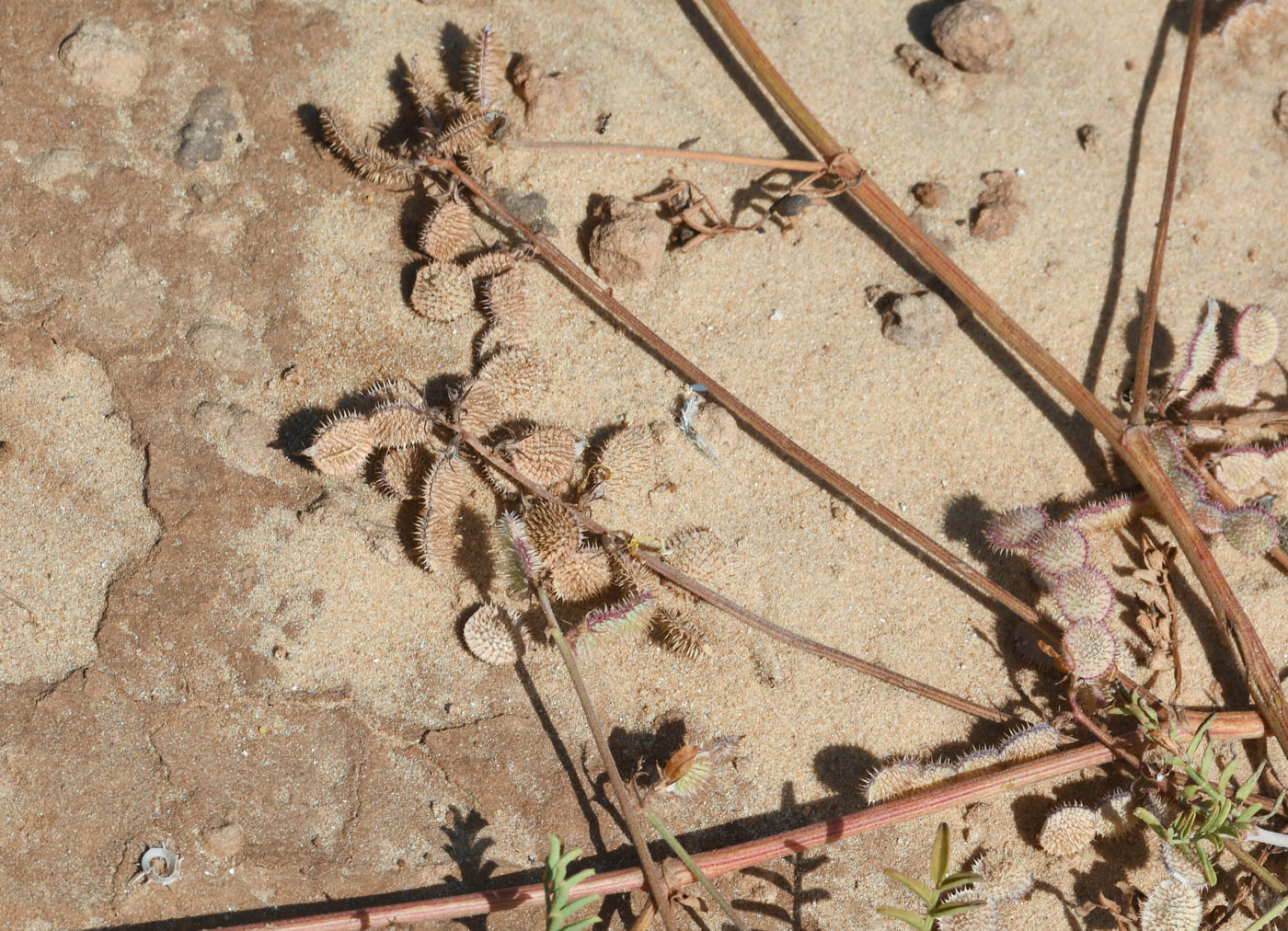 Image of Hedysarum spinosissimum specimen.